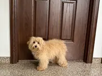 Sissy, a female Maltipoo for sale in Nappanee, IN – Photo 5 of 6