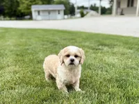 Tucker , a male Lhasa Apso for sale in Nappanee, IN – 4 of 6