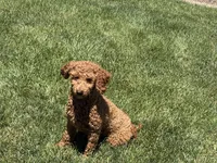 Leanne F1b, a female Cockapoo for sale in Nappanee, IN – 2 of 7