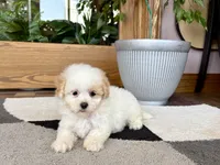Gigi , a female Maltipoo for sale in Nappanee, IN – 6 of 9