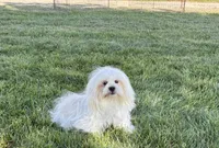 Chloe, a female Lhasa Apso for sale in Nappanee, IN – 4 of 5