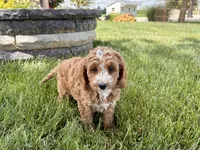 Lisa F1b, a female Cockapoo for sale in Nappanee, IN – 8 of 9