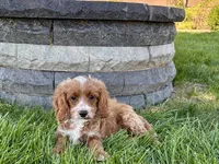 Frank, a male Cockapoo and Cavalier King Charles Spaniel for sale in Nappanee, IN – 4 of 10
