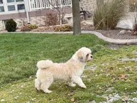 Georgie , a male Lhasa Apso for sale in Nappanee, IN – Photo 2 of 7