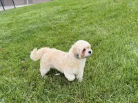 Georgie , a male Lhasa Apso for sale in Nappanee, IN – Photo 6 of 7