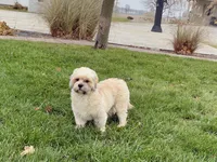 Georgie , a male Lhasa Apso for sale in Nappanee, IN – Photo 3 of 7