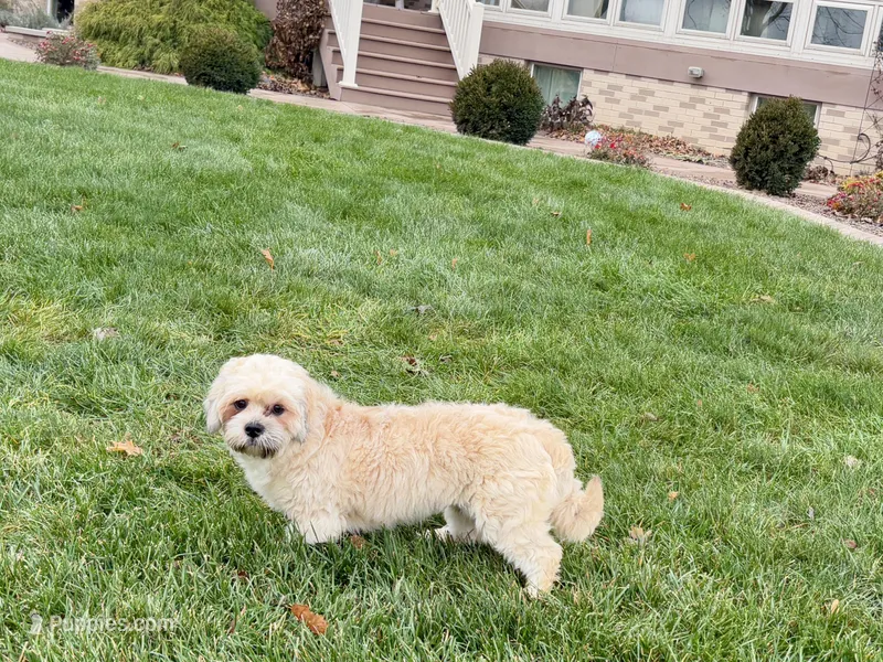 Georgie  – Lhasa Apso puppy for sale in Nappanee, IN