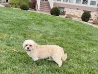 Georgie , a male Lhasa Apso for sale in Nappanee, IN – Photo 1 of 7