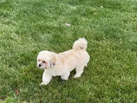 Georgie , a male Lhasa Apso for sale in Nappanee, IN – Photo 4 of 7