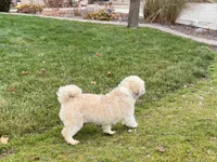 Georgie , a male Lhasa Apso for sale in Nappanee, IN – Photo 5 of 7
