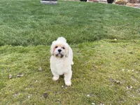 Georgie , a male Lhasa Apso for sale in Nappanee, IN – Photo 7 of 7