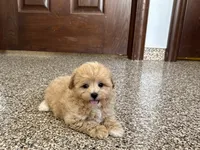 Tiny , a male Maltipoo for sale in Nappanee, IN – 3 of 8