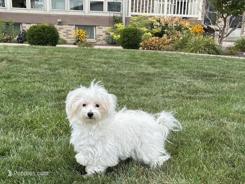 Layla – Maltese, Poodle - Toy  puppy for sale in Nappanee, IN