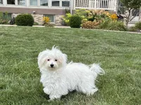 Layla, a female Maltese and Poodle - Toy  for sale in Nappanee, IN – 2 of 9