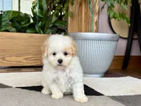 Gigi , a female Maltipoo for sale in Nappanee, IN – 4 of 9