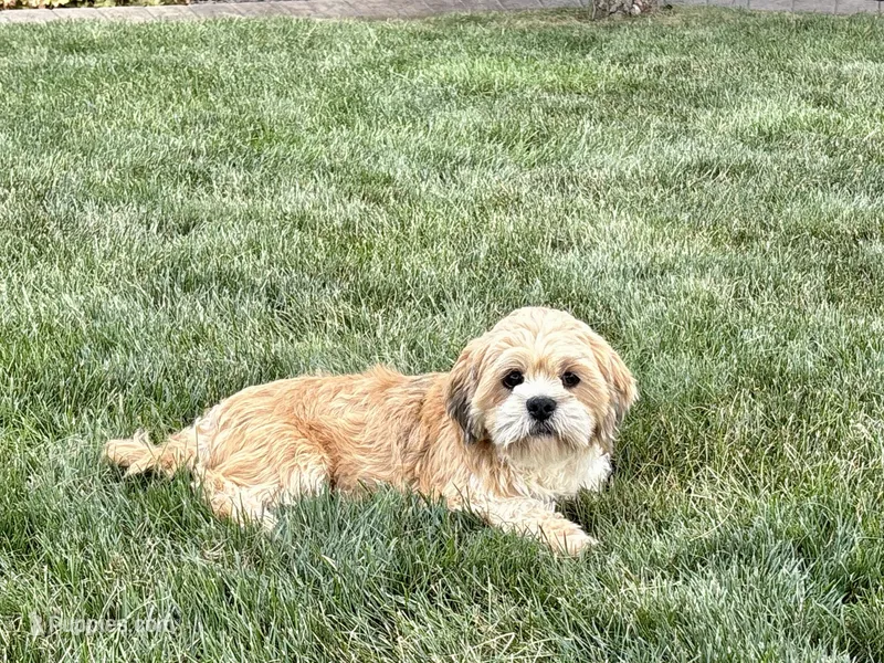 Beau – Lhasa Apso puppy for sale in Nappanee, IN