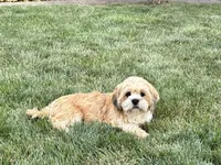 Beau, a male Lhasa Apso for sale in Nappanee, IN – 1 of 9