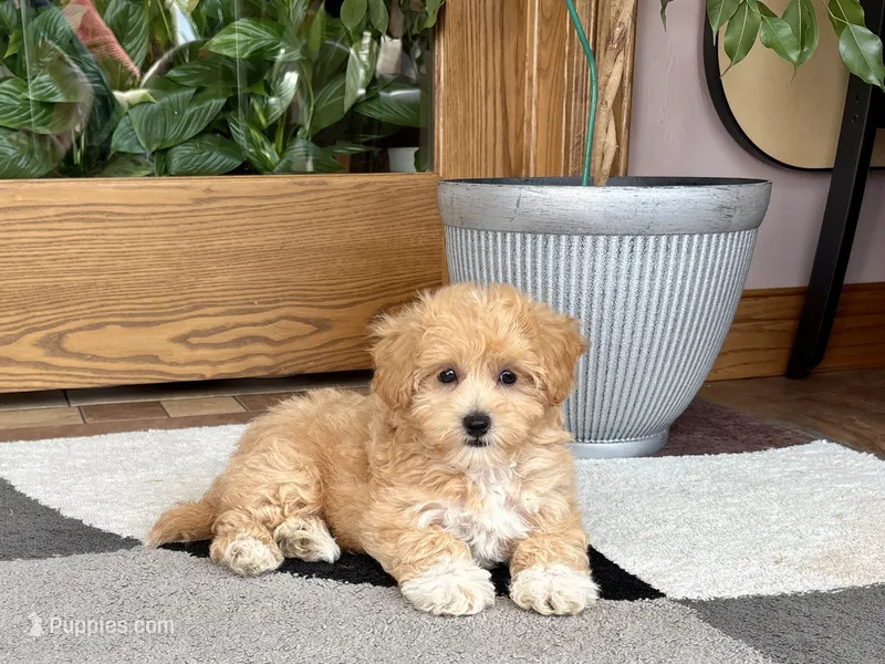 Tiny  – Maltipoo puppy for sale in Nappanee, IN