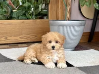 Tiny , a male Maltipoo for sale in Nappanee, IN – 1 of 9