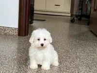 Colton , a male Coton de Tulear for sale in Nappanee, IN – 3 of 7