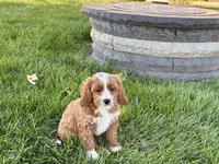 Amos , a male Cockapoo and Cavalier King Charles Spaniel for sale in Nappanee, IN – 7 of 10