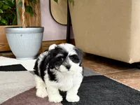 Jami , a female Lhasa Apso and Maltese for sale in Nappanee, IN – 1 of 8