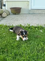 Corgi/Jack Russell , a male Jack Russell Terrier and Pembroke Welsh Corgi for sale in Nappanee, IN – 4 of 6
