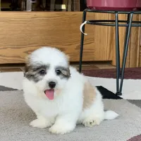 Frank, a male Coton de Tulear for sale in Nappanee, IN – Photo 4 of 10