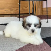 Frank, a male Coton de Tulear for sale in Nappanee, IN – Photo 9 of 10