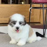 Frank, a male Coton de Tulear for sale in Nappanee, IN – Photo 1 of 10