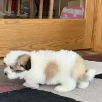 Frank, a male Coton de Tulear for sale in Nappanee, IN – Photo 3 of 10