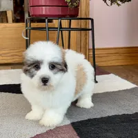 Frank, a male Coton de Tulear for sale in Nappanee, IN – Photo 6 of 10