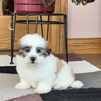 Frank, a male Coton de Tulear for sale in Nappanee, IN – Photo 2 of 10