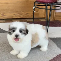 Frank, a male Coton de Tulear for sale in Nappanee, IN – Photo 7 of 10