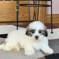 Frank, a male Coton de Tulear for sale in Nappanee, IN – Photo 5 of 10