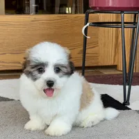 Frank, a male Coton de Tulear for sale in Nappanee, IN – Photo 10 of 10
