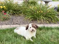 Chico, a male Havanese for sale in Nappanee, IN – 8 of 8