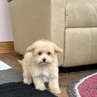 Marshmallow, a male Maltipoo for sale in Nappanee, IN – Photo 1 of 10