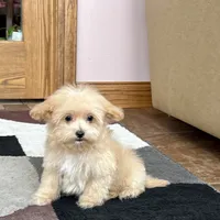 Marshmallow, a male Maltipoo for sale in Nappanee, IN – Photo 3 of 10