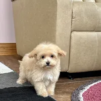 Marshmallow, a male Maltipoo for sale in Nappanee, IN – Photo 7 of 10