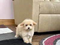 processed/468108b0-b5ce-4c2b-b609-98d2598c0f8a/listing/44b9c5cc-1cfe-4f87-9a33-bbb159bb5391/55f86b94-7cdf-4a9b-928f-5237ca41b25e