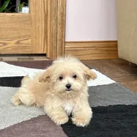 Marshmallow, a male Maltipoo for sale in Nappanee, IN – Photo 5 of 10