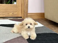 processed/468108b0-b5ce-4c2b-b609-98d2598c0f8a/listing/44b9c5cc-1cfe-4f87-9a33-bbb159bb5391/9853c6a9-c805-4a5d-8bdd-12b080b9ba5f