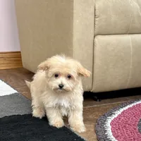 Marshmallow, a male Maltipoo for sale in Nappanee, IN – Photo 4 of 10