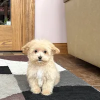 Marshmallow, a male Maltipoo for sale in Nappanee, IN – Photo 9 of 10