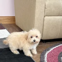 Marshmallow, a male Maltipoo for sale in Nappanee, IN – Photo 6 of 10
