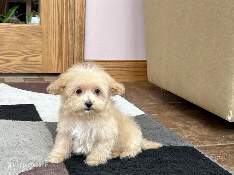 Marshmallow – Maltipoo puppy for sale in Nappanee, IN