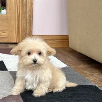 Marshmallow, a male Maltipoo for sale in Nappanee, IN – Photo 10 of 10
