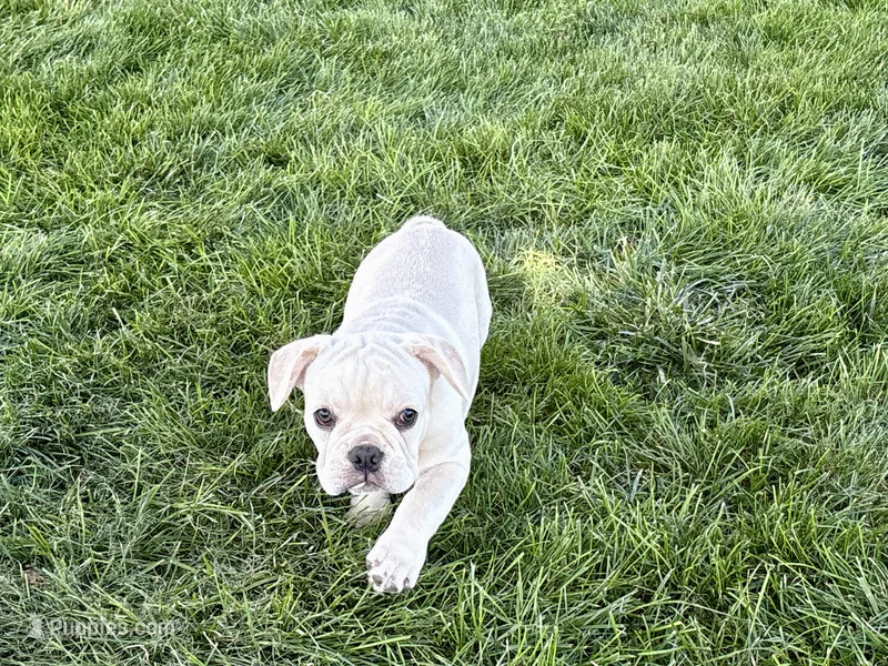 Corey  – French Bulldog puppy for sale in Nappanee, IN