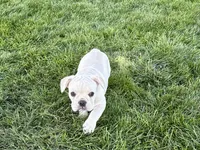 Corey , a male French Bulldog for sale in Nappanee, IN – 9 of 10